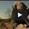 Viral Video Gajah Tiktok, Ini dia Link Videonya